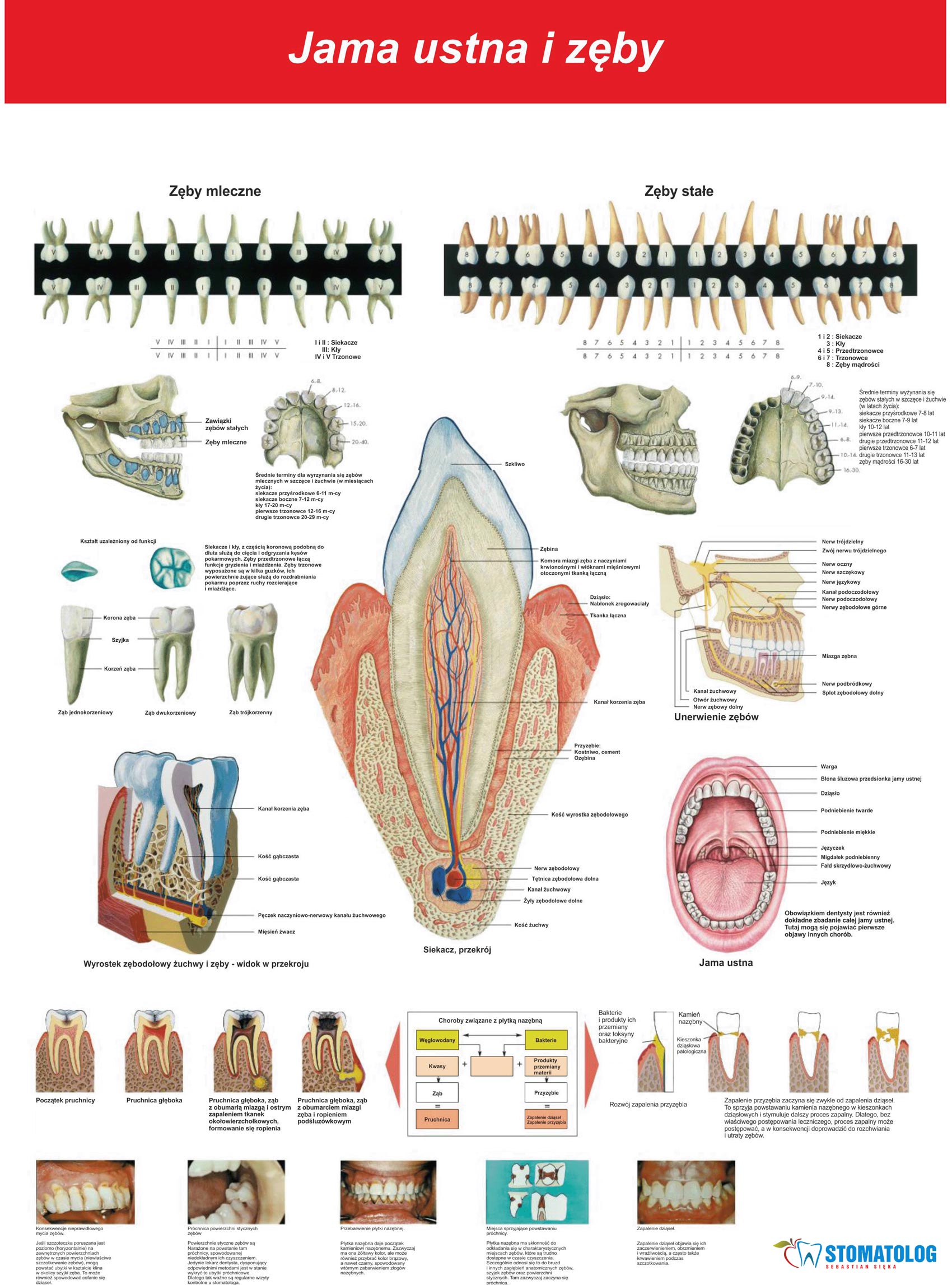 jama ustna i zęby